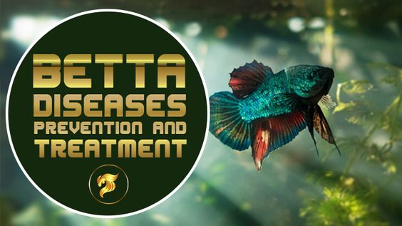 15 Common Betta Fish Diseases Prevention and Treatment