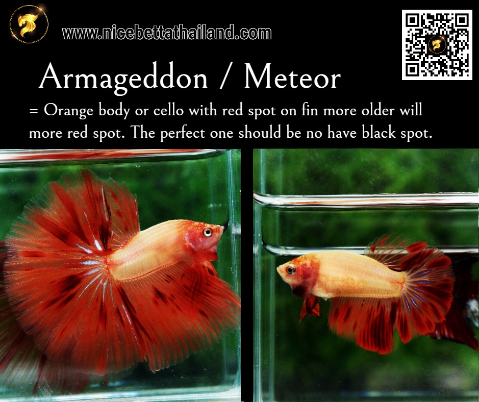Armageddon Meteor betta fish