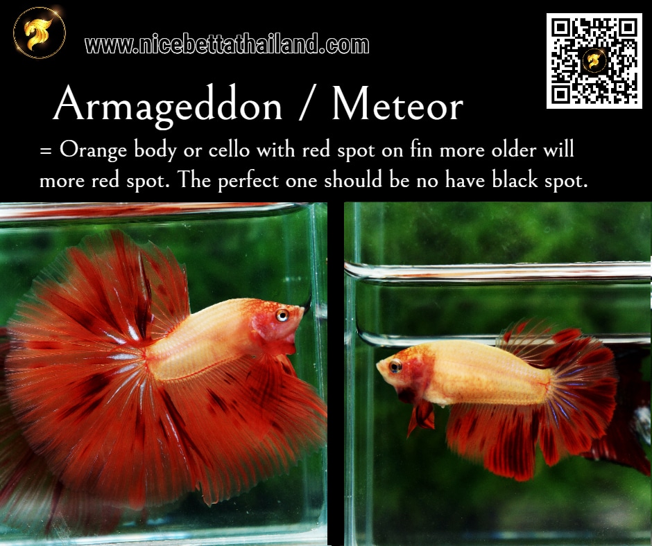 Armageddon Meteor betta fish