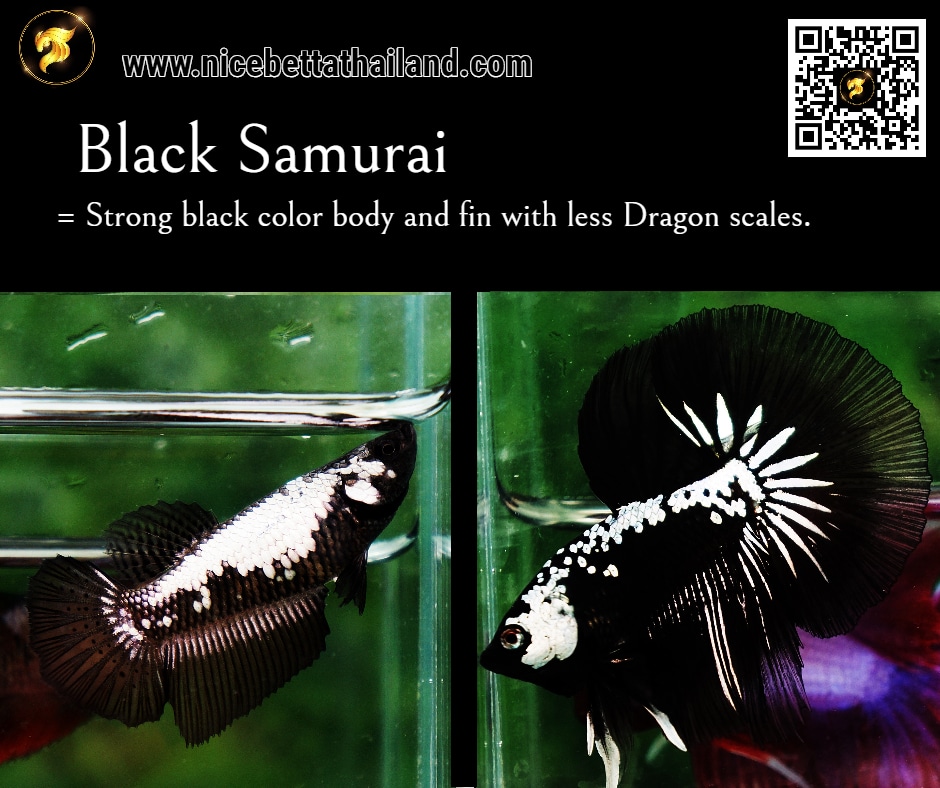 Black Samurai betta fish