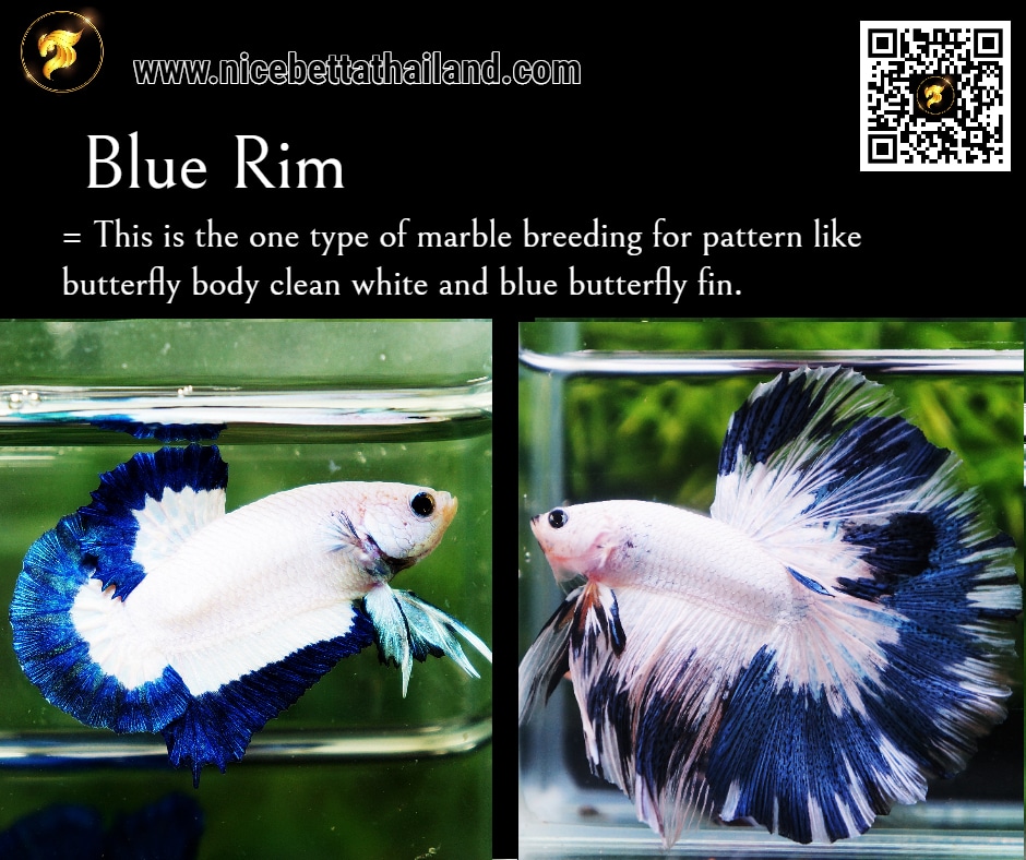 Blue Rim Betta fish