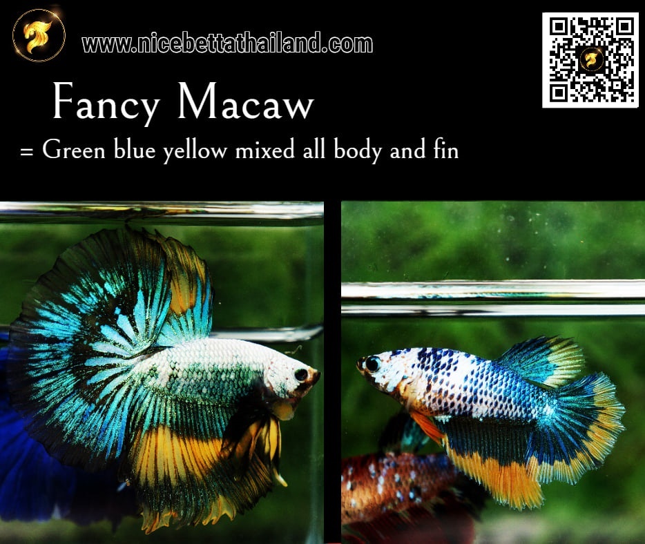 Fancy Macaw betta fish