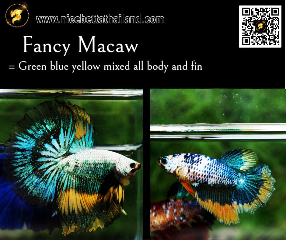 Fancy Macaw betta fish
