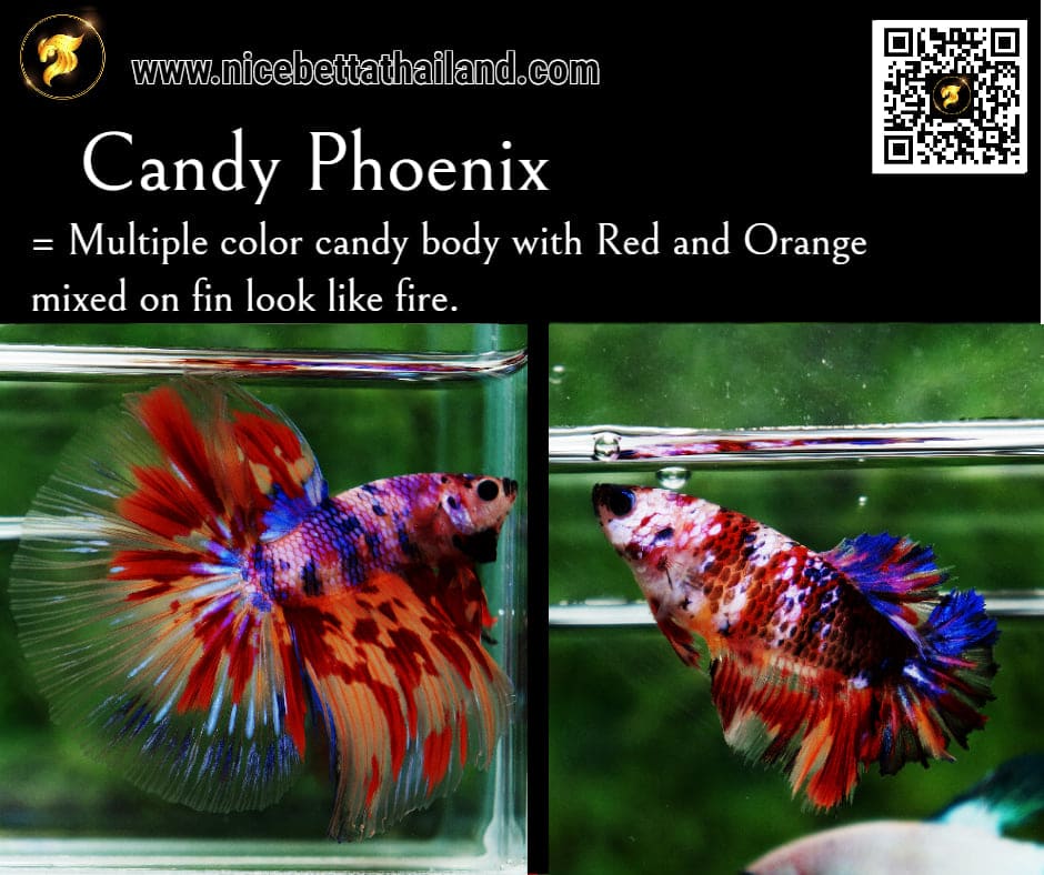 Candy Phoenix betta fish