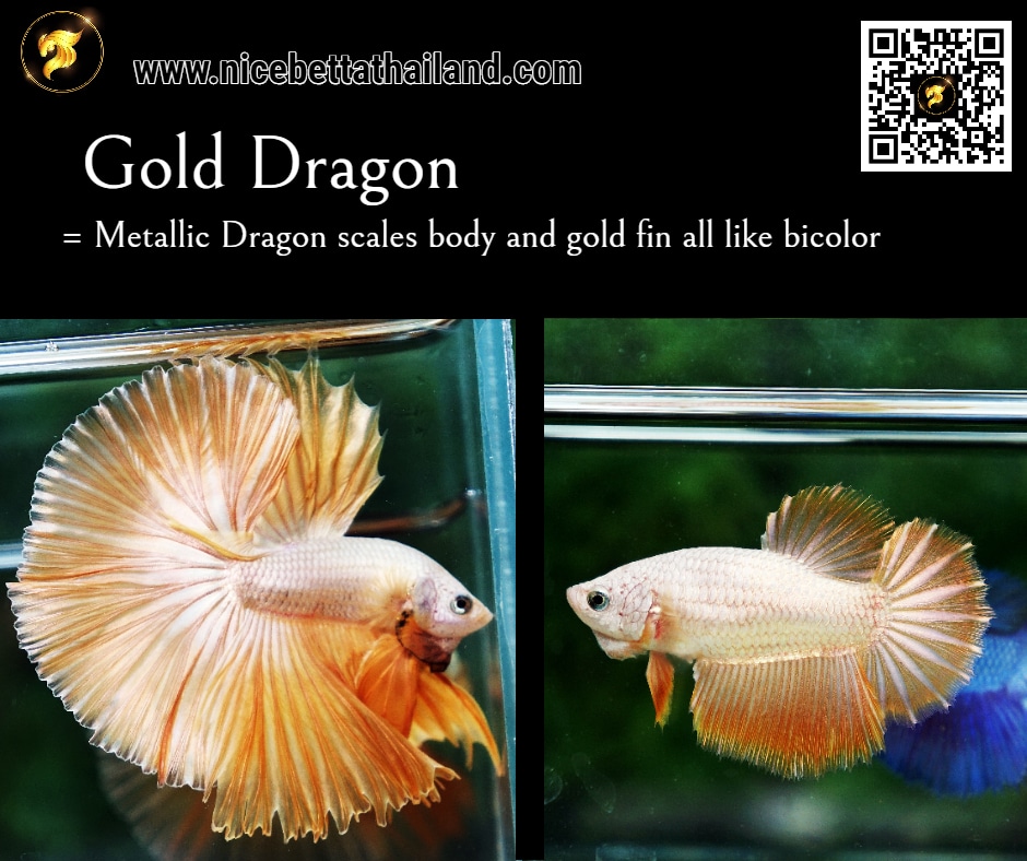 Gold Dragon betta fish