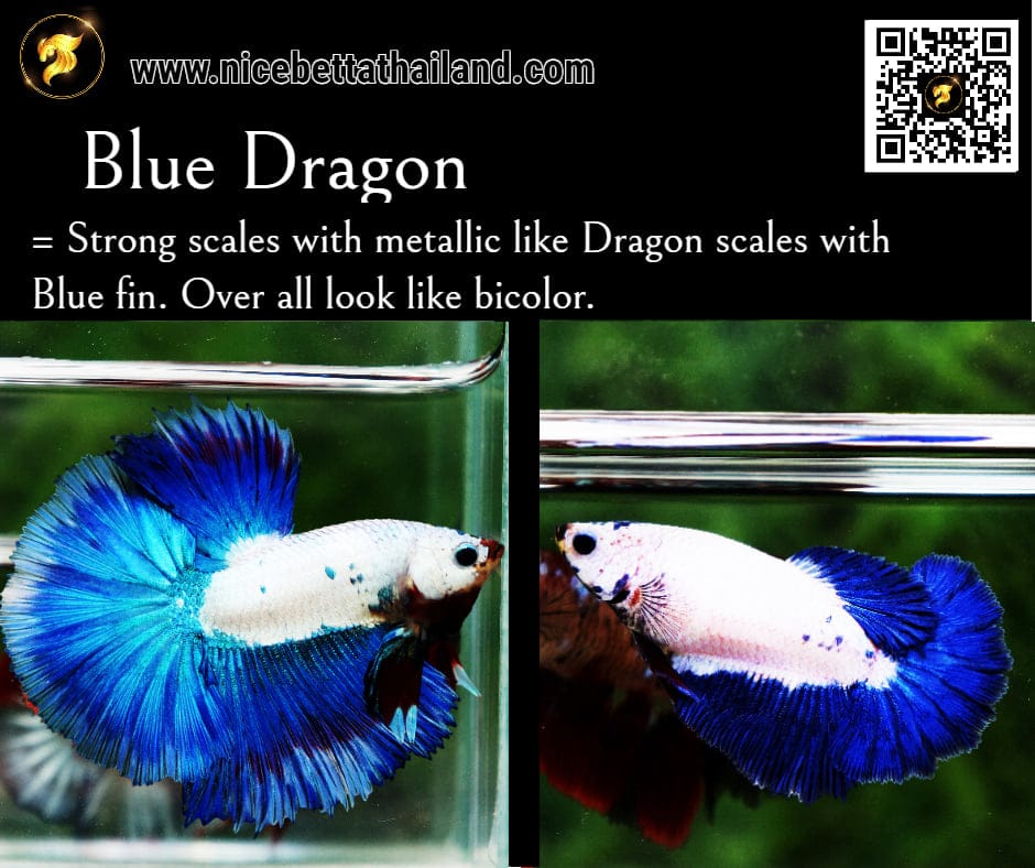 Blue Dragon betta fish