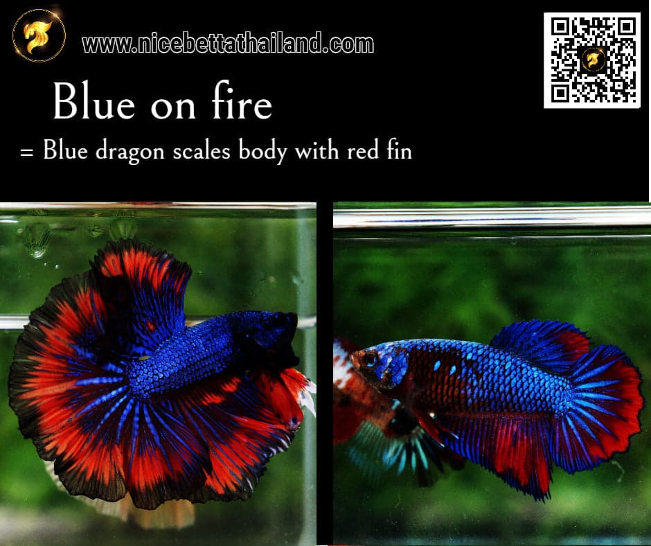 Betta fish Blue on Fire