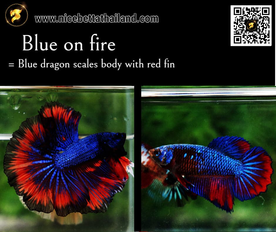 Different color betta top fish