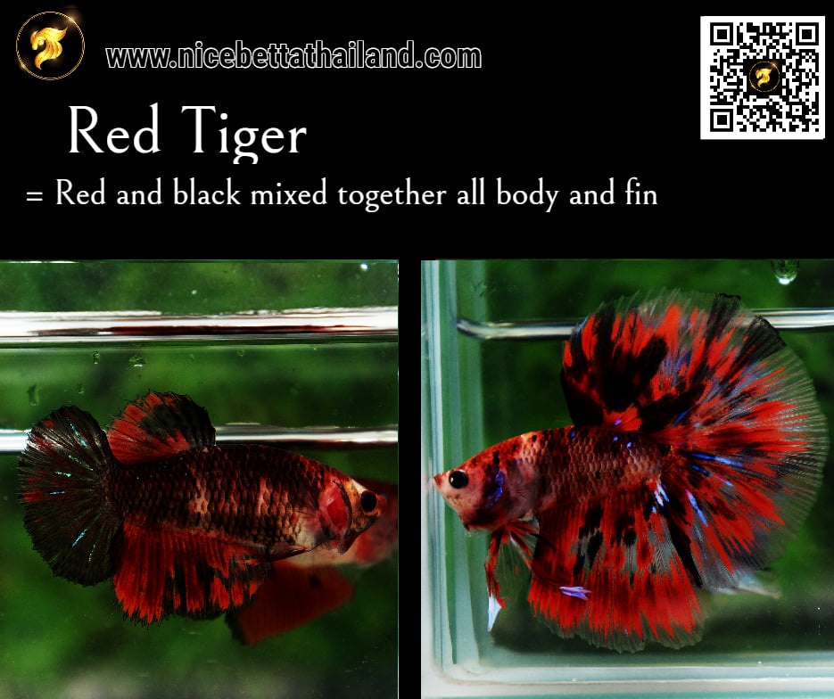 Red Tiger betta fish