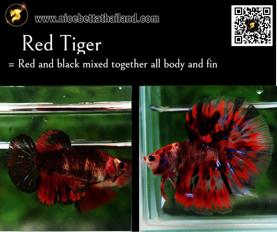 Red Tiger betta fish