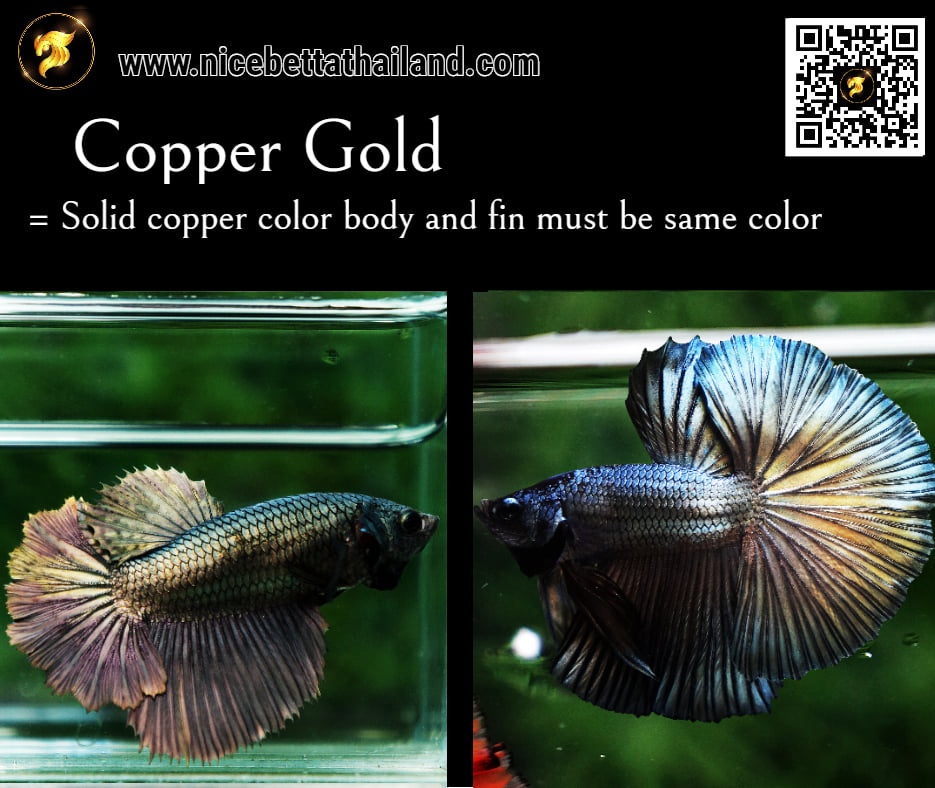 Copper Gold betta fish