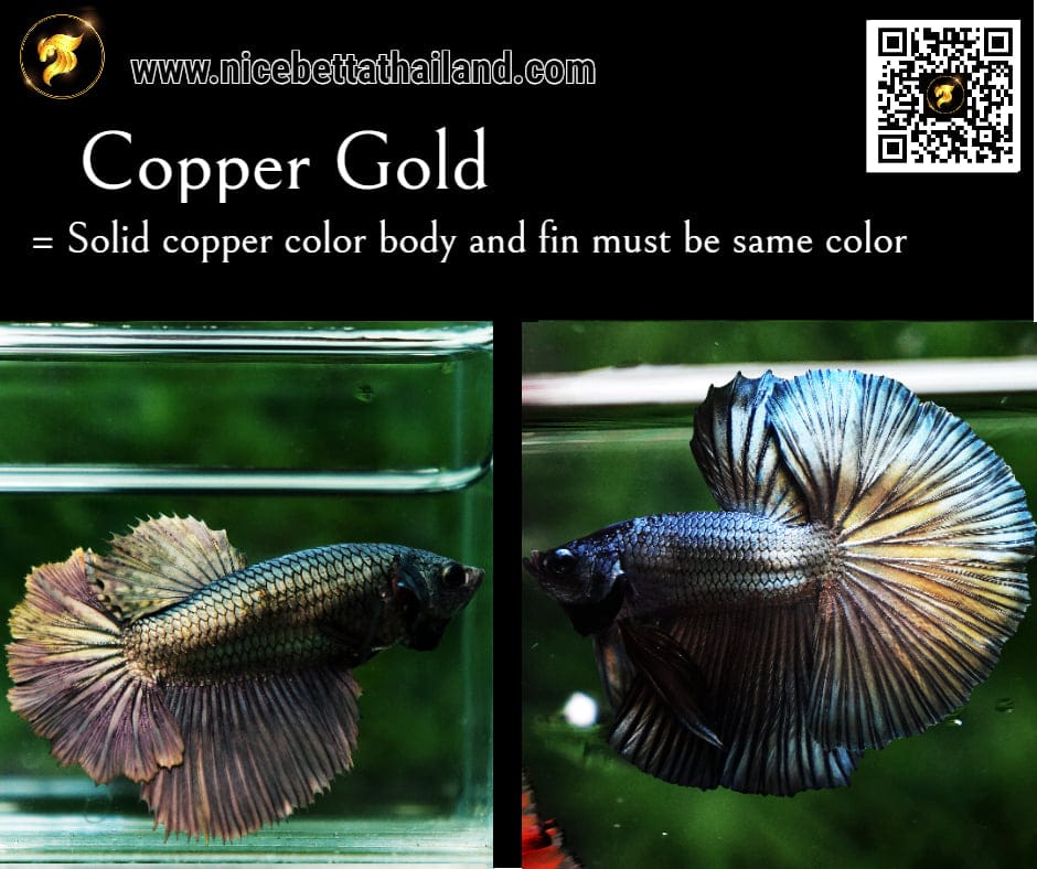 Copper Gold betta fish