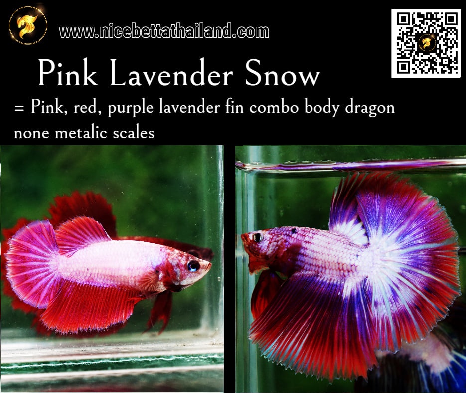 Pink Lavender betta fish 