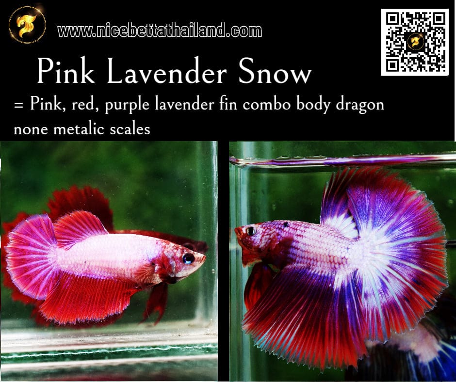 Betta fish Pink Lavender