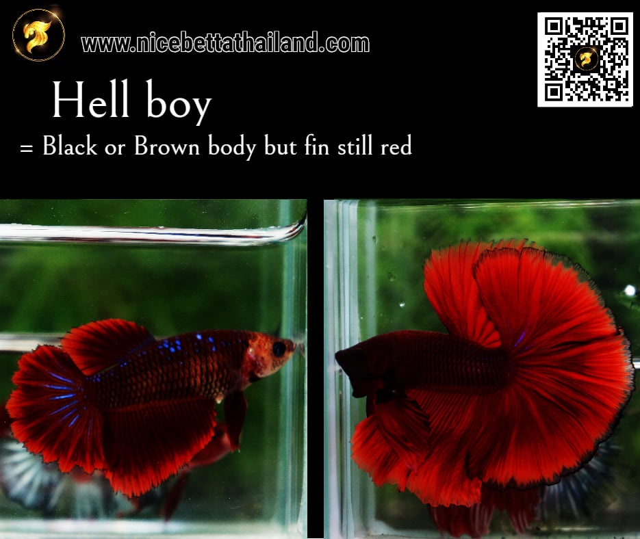 Betta fish hell boy