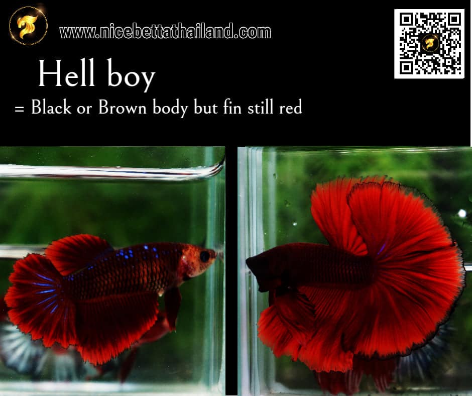 Betta fish Hell Boy