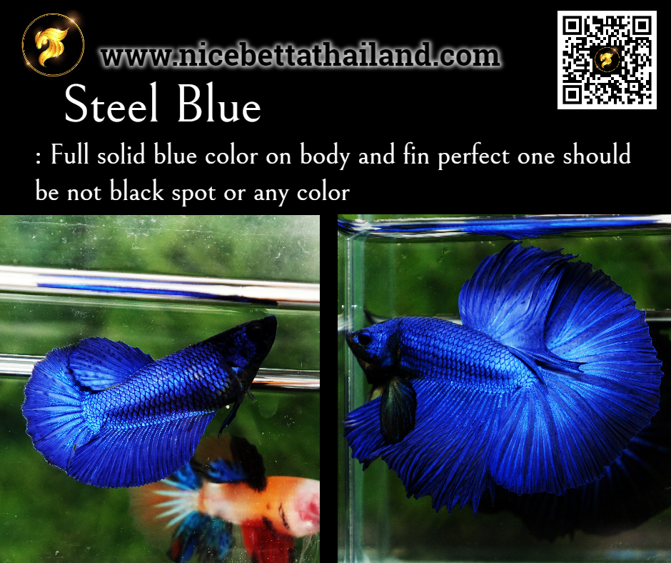 Betta fish Steel Blue