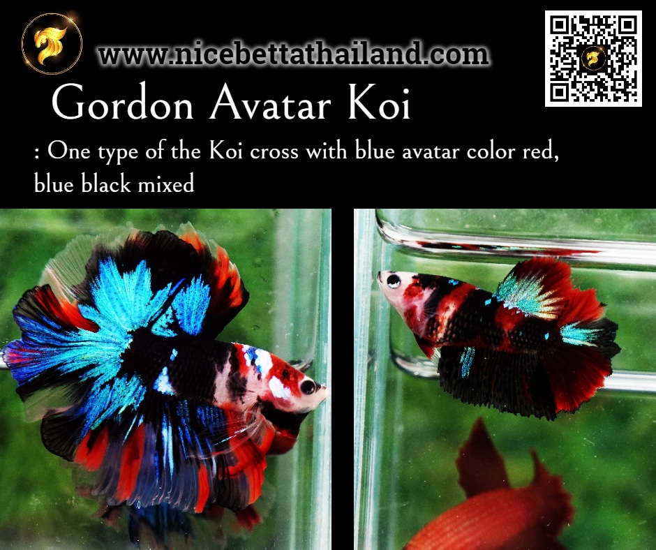 Gordon Avatar Koi betta fish