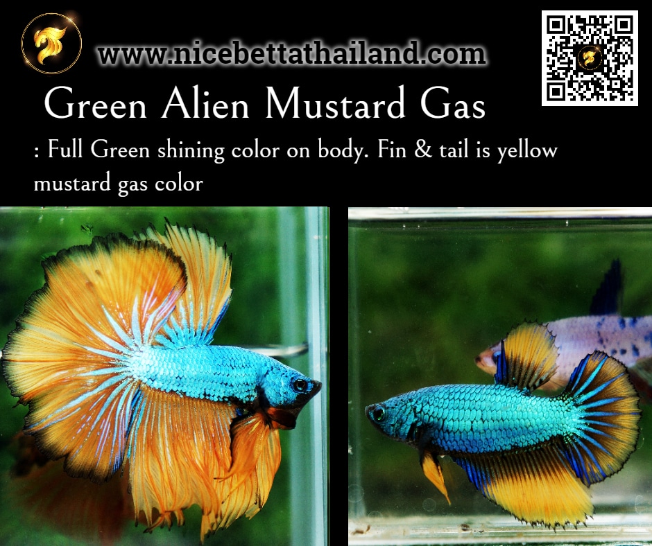 Betta fish Green Alien Mustard Gas