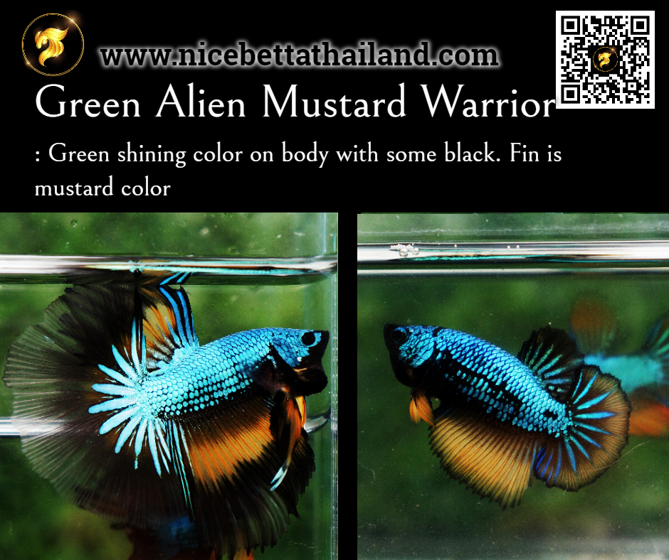 Green Alien Mustard Warrior betta fish
