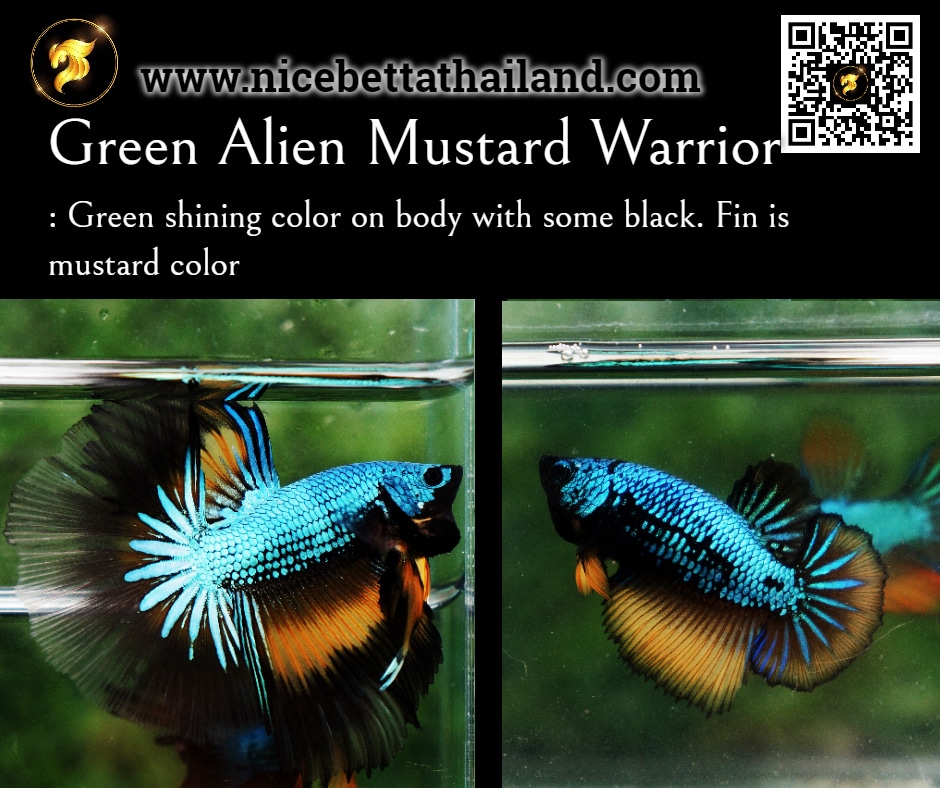 Green Alien Mustard Warrior betta fish