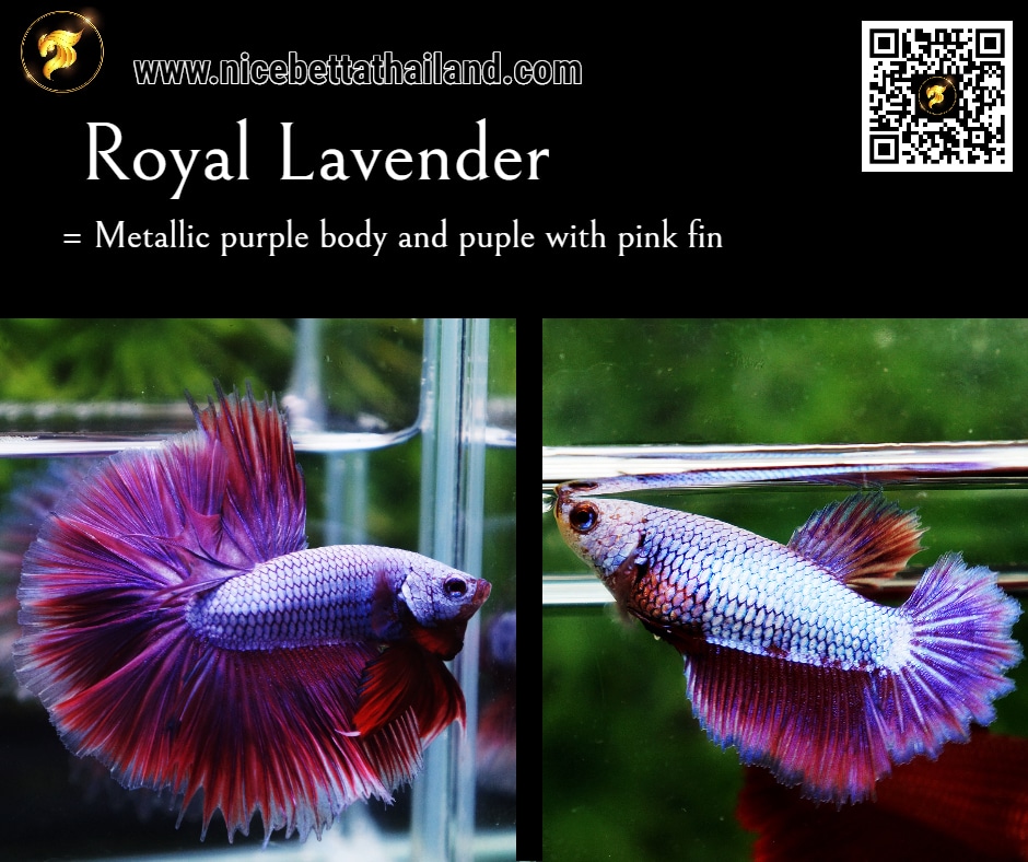 Royal Lavender Betta fish