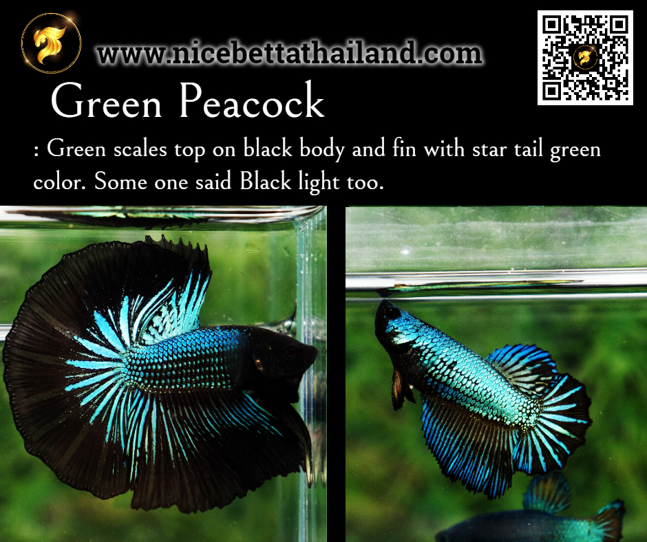 Green Peacock betta fish