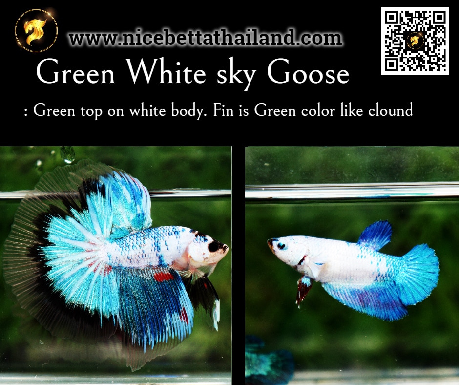 Green White sky Goose betta fish