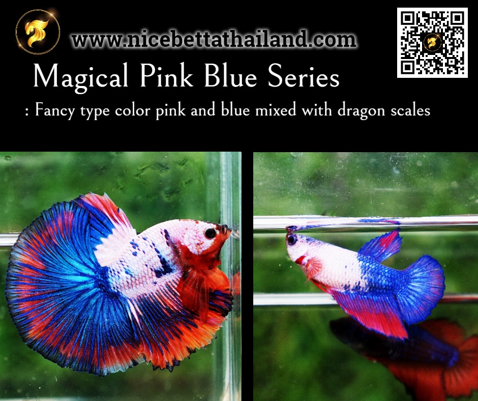 Magical Pink Blue Series betta fish