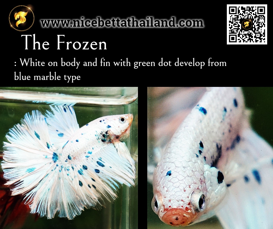 The Frozen betta fish