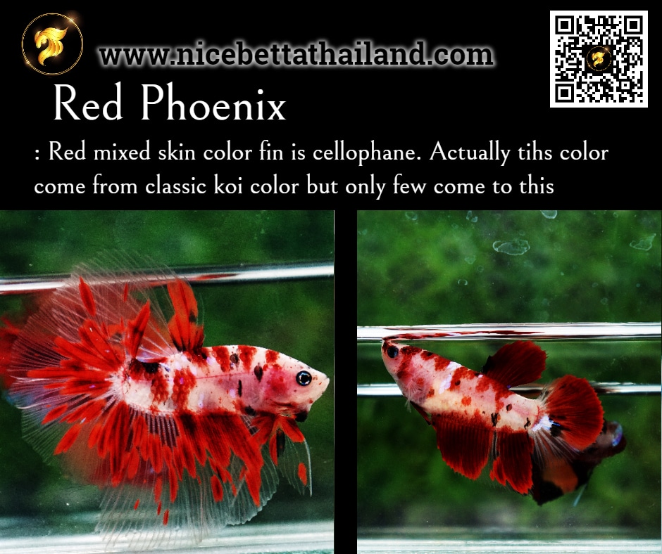 Red Phoenix betta fish