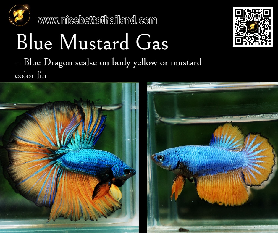 Blue Mustard Gas Betta fish
