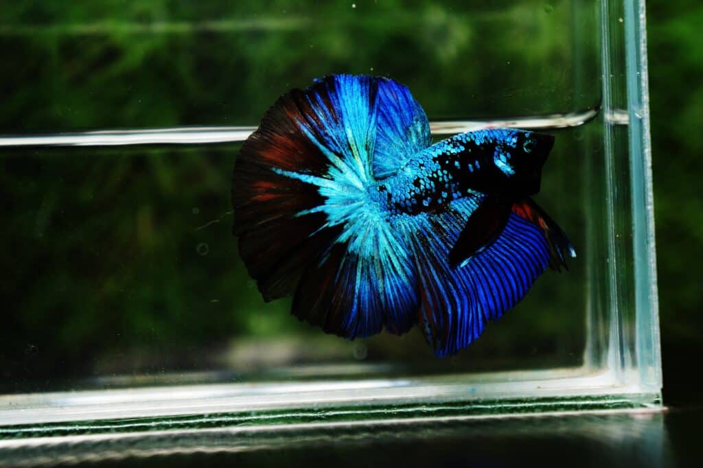 Betta fish for sale
