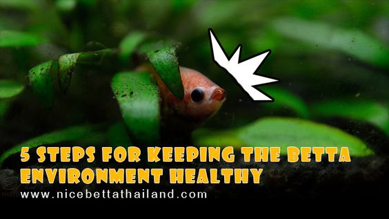 5 steps for keeping the betta environment healthy