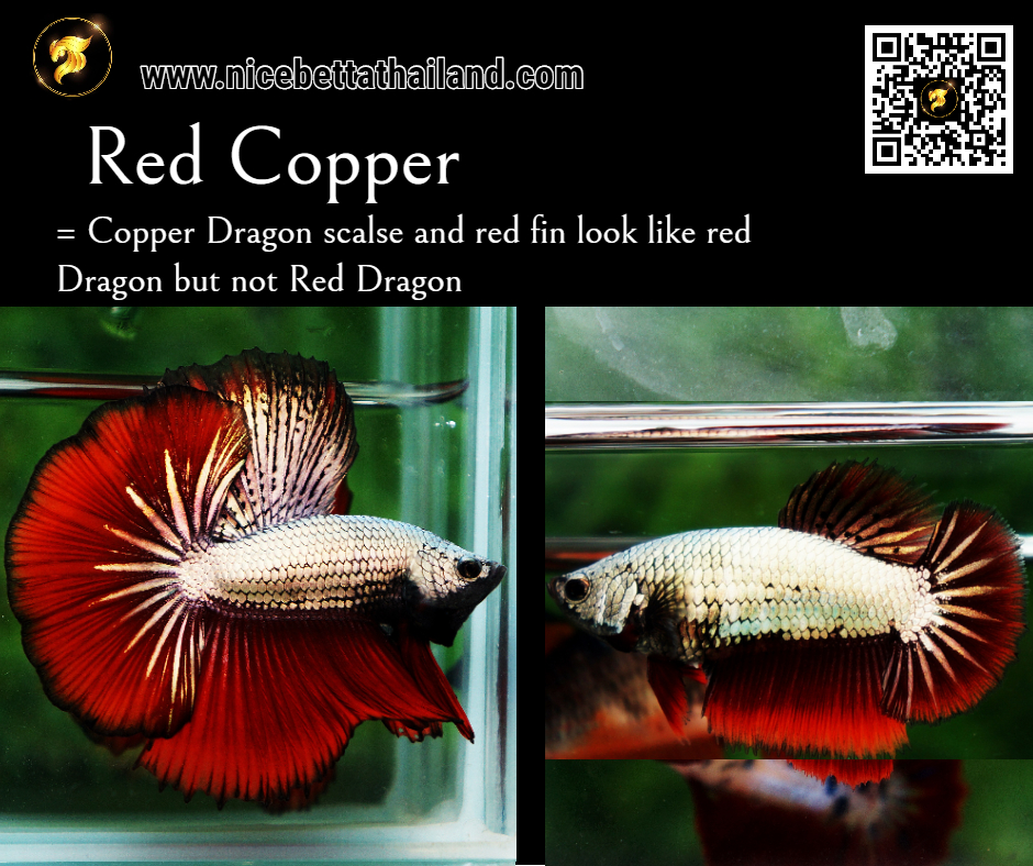Red Copper Betta fish