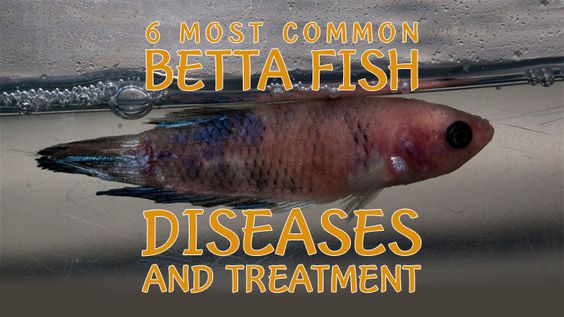 6 Most Common Betta Fish Diseases and Treatments