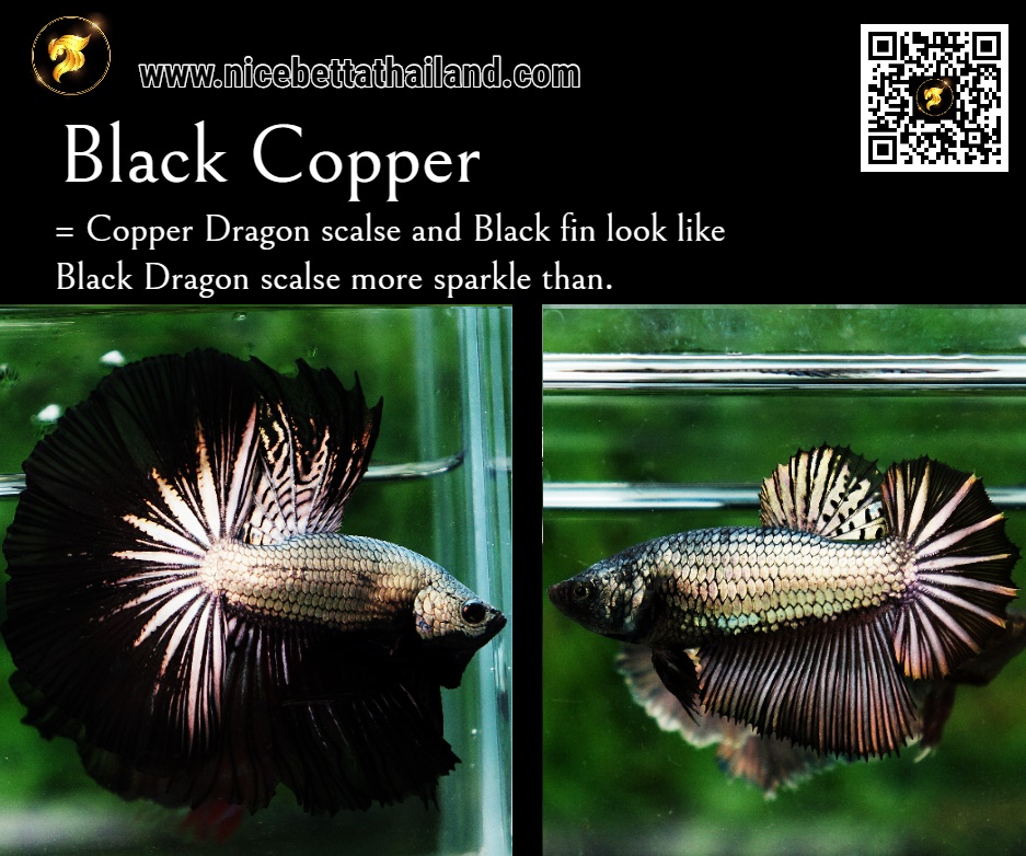 Black Copper Betta fish