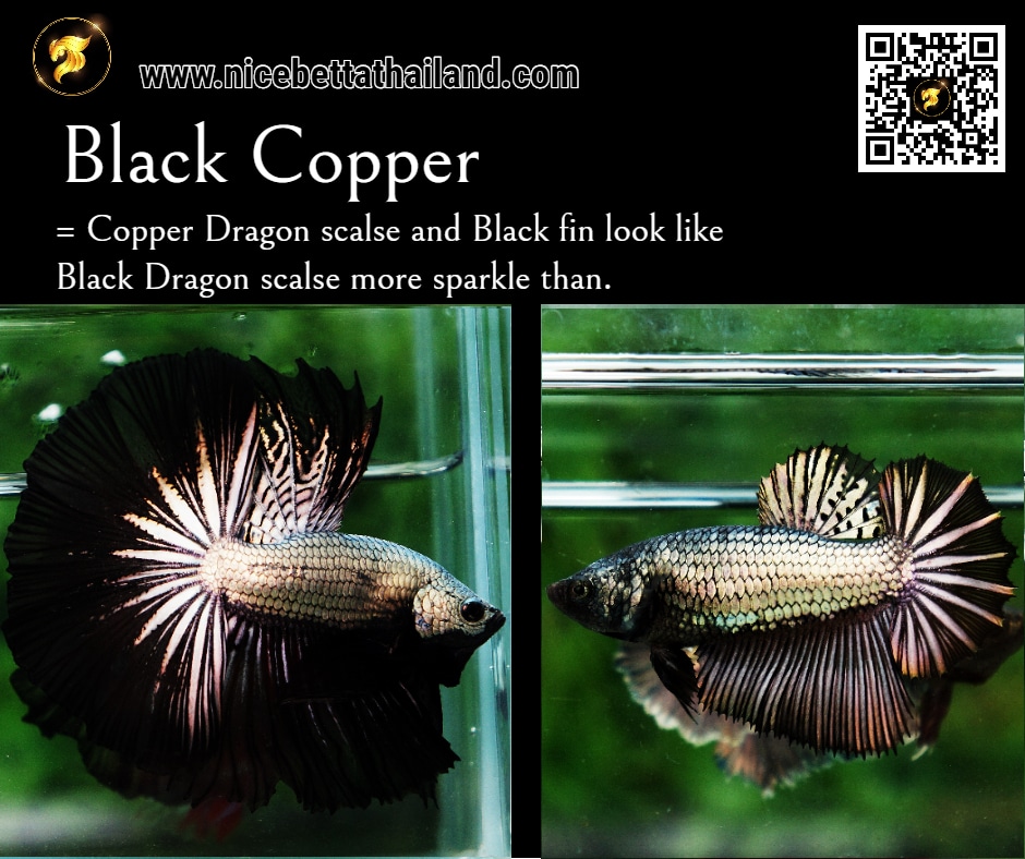 Black Copper Betta fish