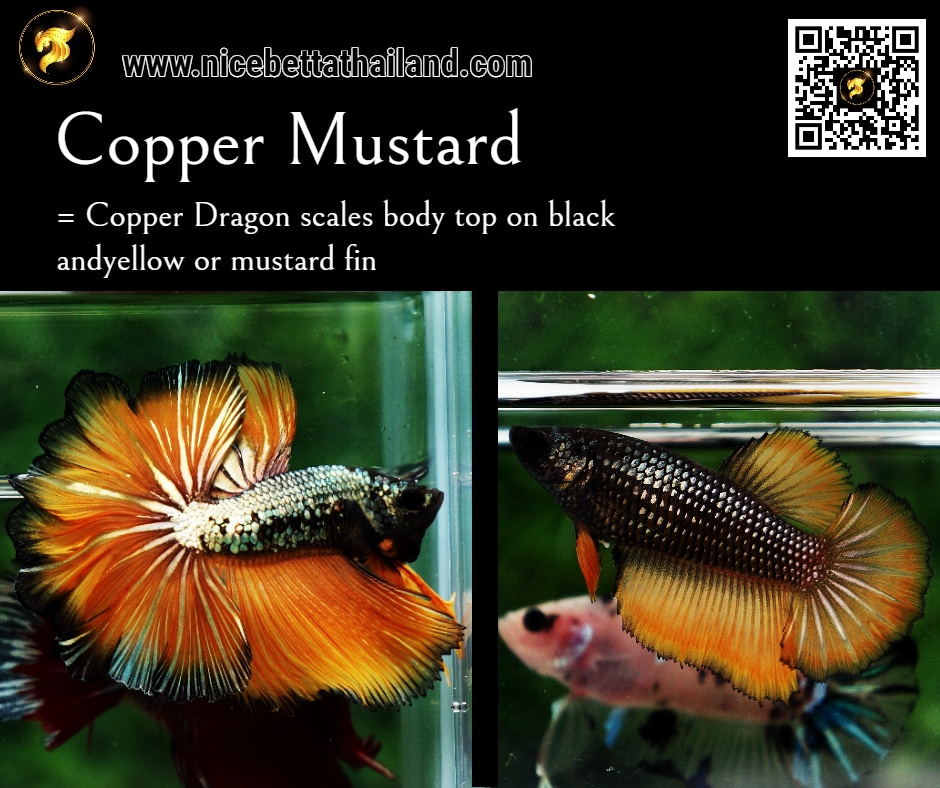 Copper Mustard Betta fish