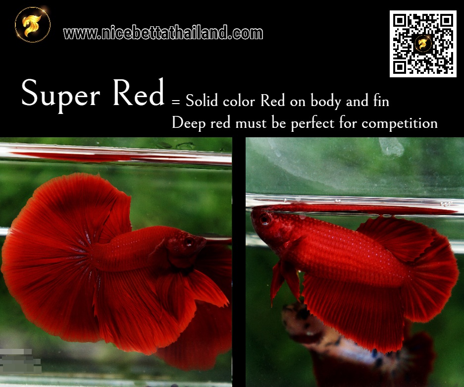 Super Red betta fish