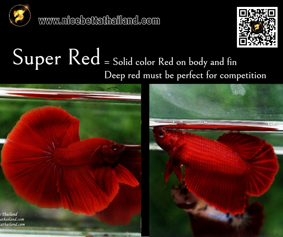 Betta fish Super Red