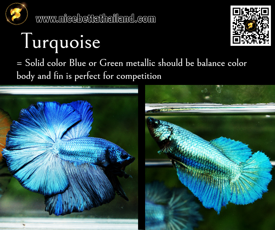 Betta fish Turquoise