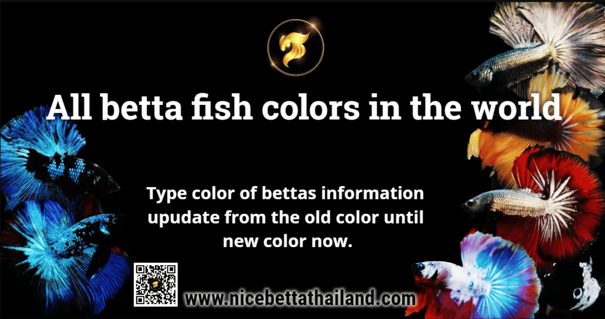 All of Betta Fish A Guide on Patterns, Color in the world 