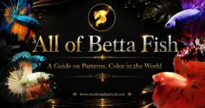 All of betta fish a guide on patterns color in the world