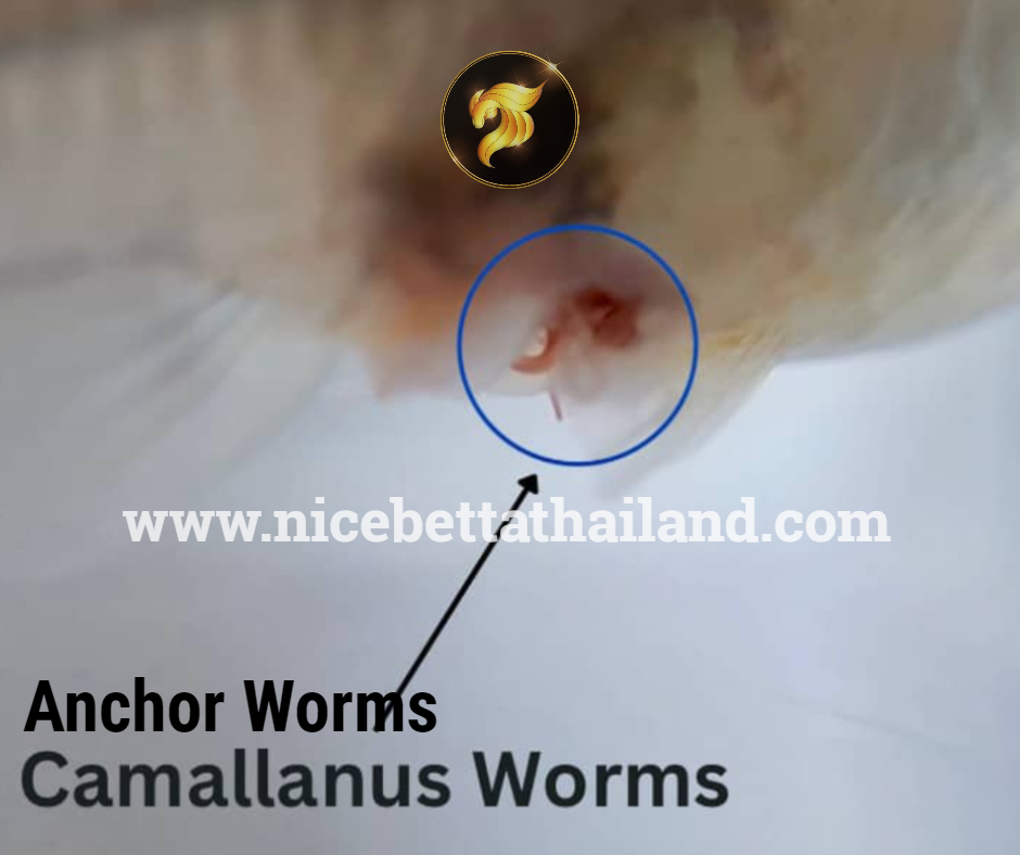 Anchor Worms