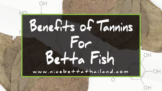 Benefits Of Tannins Or Blackwater For Bettas.