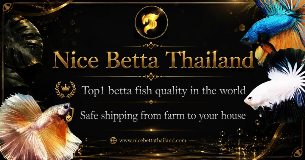 Betta Fish For Sale Premium quality by Nice Betta Thailand