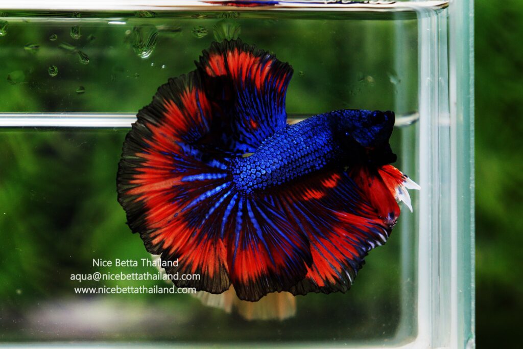 Betta fish