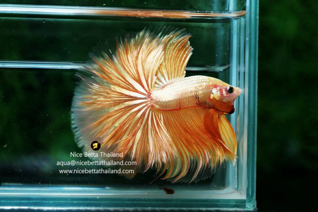 Betta fish