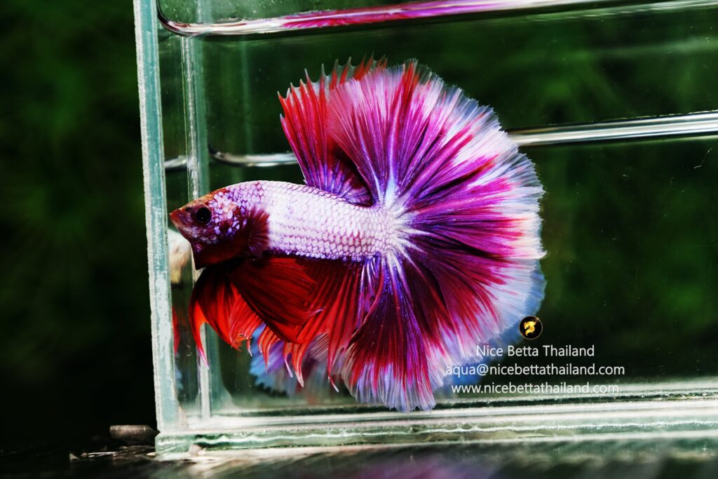 Betta fish